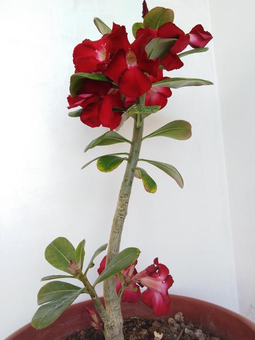 元宵节我们送你我家盛开的鲜花,带给你们财气满满,好运永远伴随你们!