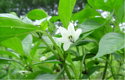 四季植物网 植物知识 小米椒 > 正文  要强花壮果,在花蕾期,幼果期和