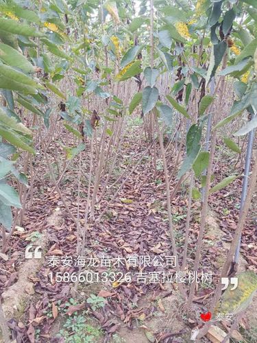 5公分俄罗斯八号樱桃树一亩地栽多少棵,樱桃树剪枝技术