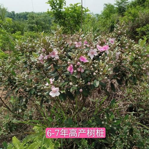 正宗桃金娘树苗山捻子苗乌稔多尼小种苗盆景地栽室内阳台庭院植物