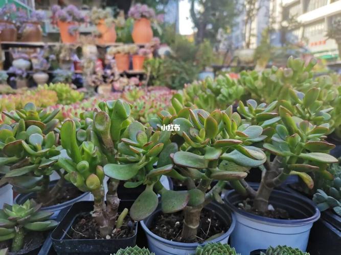 八卦岭花卉中心_休闲玩乐_花卉_鲜花_八卦岭花卉中心攻略_薅羊毛_出行