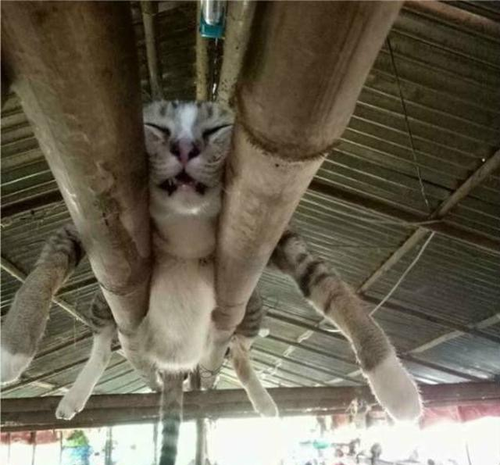 几张连动物都觉得很窘迫的搞笑图片.