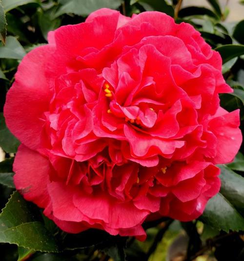 它是茶花经典品种,比牡丹美,比香水香,耐寒,耐热,还很好养