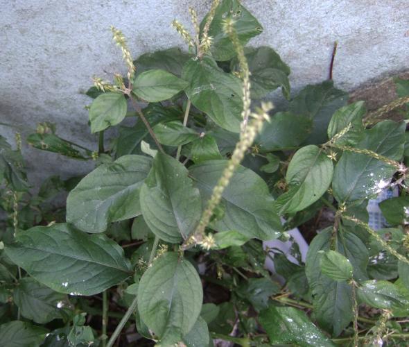 土牛膝的功效以及作用