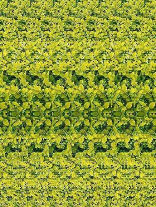 看着屏幕,鼻尖接近,眼睛盯着看,屏幕慢慢拉远,你会看到一幅3d画面