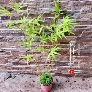 黄杆桂竹60cm观赏书房意境深远中式生活盆景用竹绿植室内净化空气
