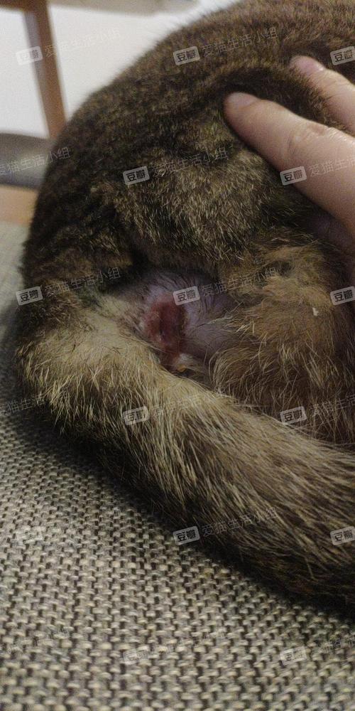 肛门腺破裂猫双侧肛门腺切除术全过程分享