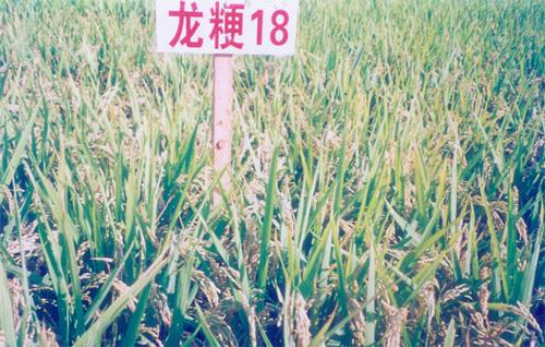品种来源:黑龙江省农科院水稻研究所于1996年以龙粳7号为