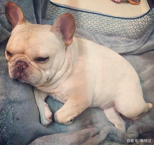 斗牛犬是烈性犬吗?小型斗牛犬多少钱一只