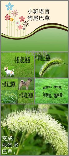小班语言狗尾巴草ppt课件教案