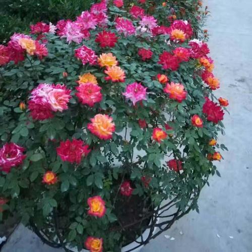 南阳赵氏月季城批发供应球形月季 造型月季