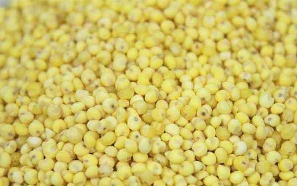 黄米和小米的区别两者有哪些不同