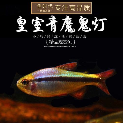 皇室青魔鬼灯鱼草缸群游高端热带鱼