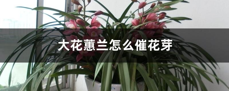 大花蕙兰怎么催花芽,花芽生长速度