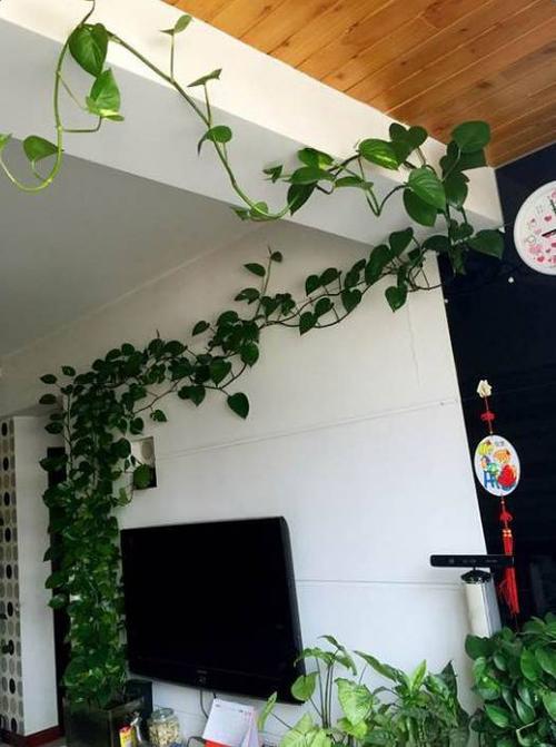 而且花花还要告诉各位一个小秘密,这绿萝用绳子一绑,越爬墙叶子就会