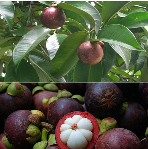 泰国进口无籽山竹树苗山竹盆栽地栽 南北方种植山竹果树苗_双氙车灯