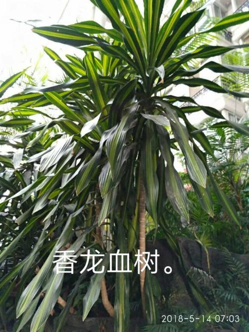 香龙血树.(空中花园)