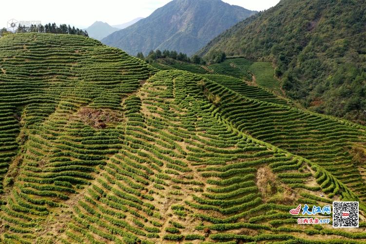 江西铅山:茶山梯田曲线如大地"指纹"