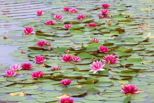 好运莲莲!速来打卡鸡西这些观荷地,错过了还要再等一年!