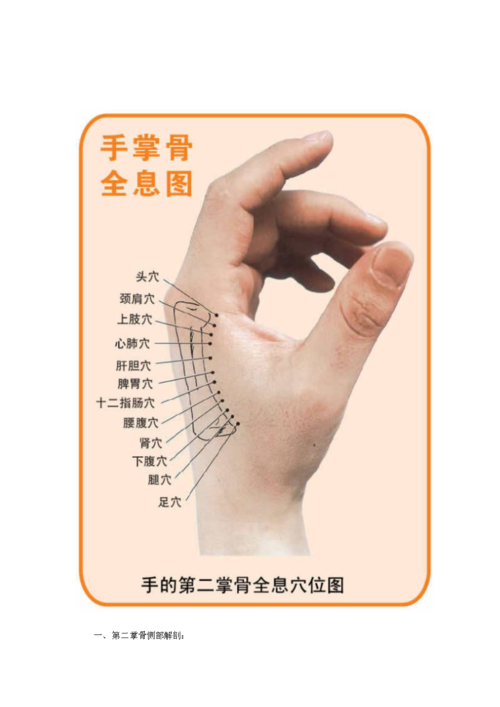第二掌骨全息疗法介绍.doc