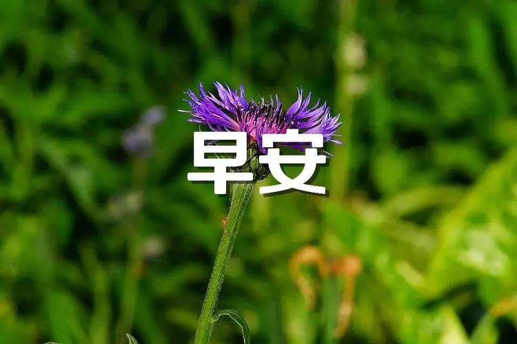2021年最新美丽风景夏季早安图片带字带祝福语,唯美的