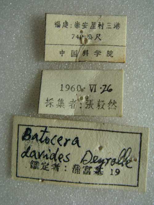 橙斑白条天牛batoceradavidisdeyrolle1878