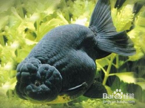 母的兰寿金鱼体型上很短,还要看它们的行为特征