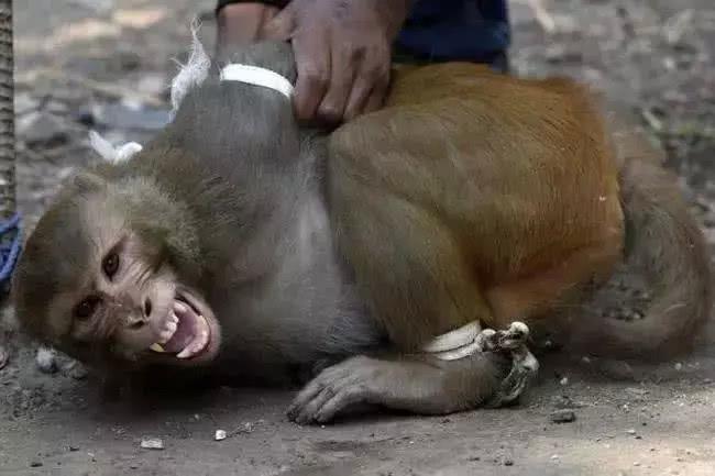 印度要被猴子占领了!