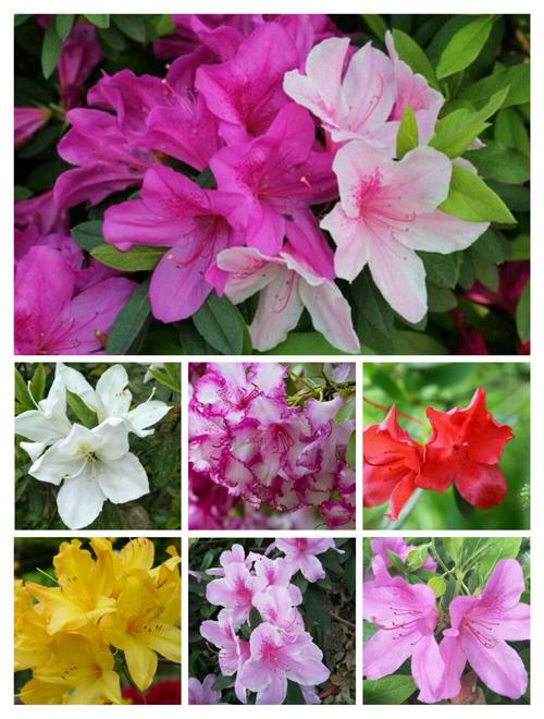 其它 百花齐放 写美篇 花卉开花的时间顺序 1月.腊梅.水仙.兜兰.迎春.