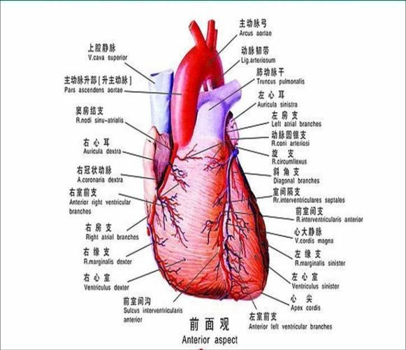 供给心脏营养的血管系统,就是冠状动脉和静脉,也称冠脉循环