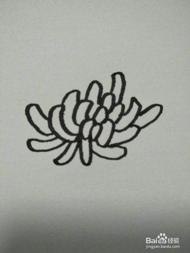 简笔画画之菊花