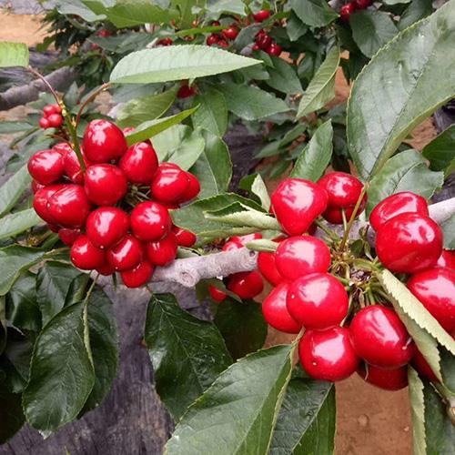 海林福金樱桃苗木