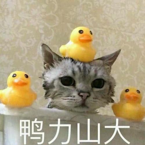 萌萌的猫咪表情包