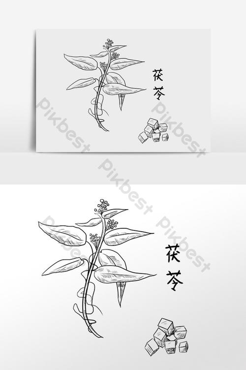 drawn line drawing chinese medicine medicinal herbs health 茯苓