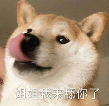 狗狗表情包|确认过眼神,是不理的人