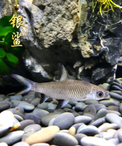 银鲨鱼小型