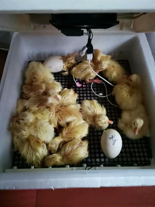 鹅蛋的孵化历程