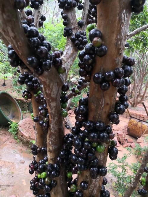 近距离了解台湾嘉宝果