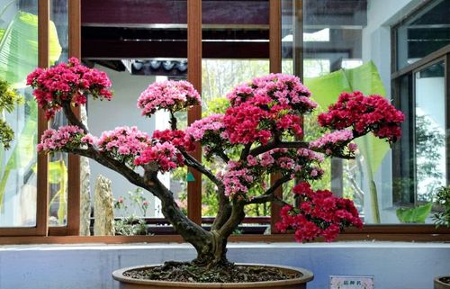 杜鹃盆景造型优美,花色艳丽,那么杜鹃下山桩如何制作栽培呢?