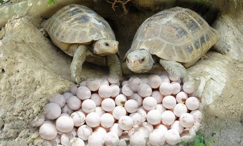 小伙外出觅食发现一窝乌龟捡起蛋就跑回家