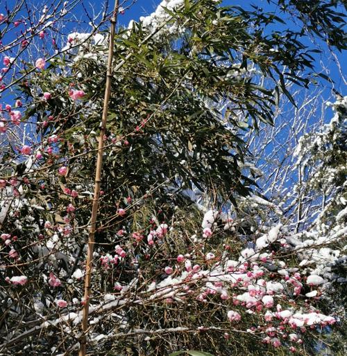 雪霁风光