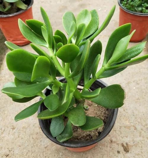 8月养玉树盆景,3件事不能做,叶翠绿厚实枝壮实,漂亮有