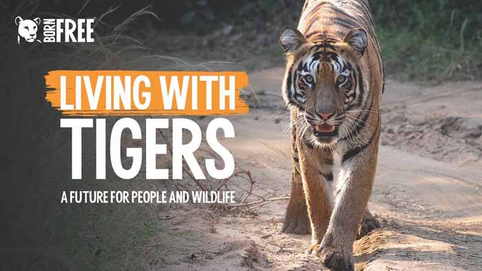 探索频道野生动物纪录片虎啸非洲老虎伊甸园全1集中字标清纪录片资源