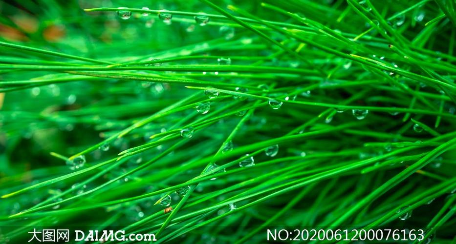 绿色植物上的雨滴摄影图片