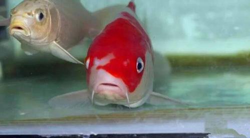 实战锦鲤白点病经验——附各过程30倍超清照片