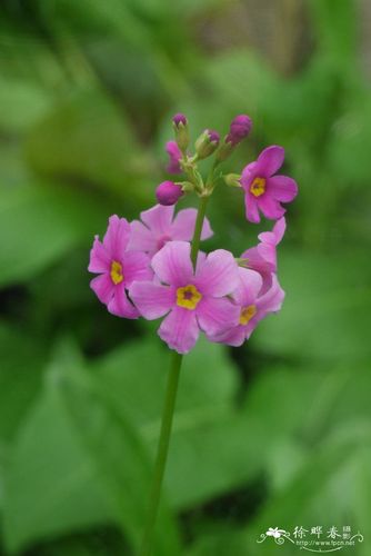 报春花primulamalacoides