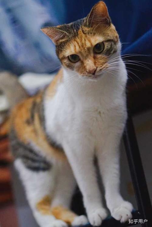 果断来晒猫 乳色加白田园猫momo 三花田园猫小基比