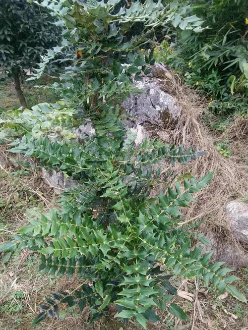 农村的一种野生植物,人称"猫耳刺",全身都是宝,却很少