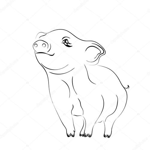 名称:2019生肖猪新年带来繁荣和好运.黑白小猪画插画