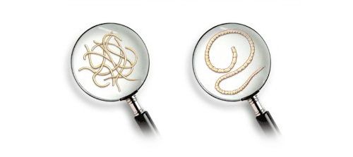 蛔虫和绦虫的对比